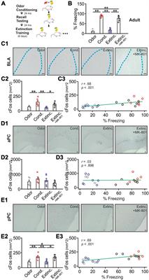 Correlational patterns of neuronal activation and epigenetic marks in the basolateral amygdala and piriform cortex following olfactory threat conditioning and extinction in rats